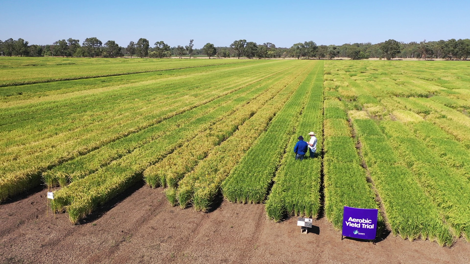 Rice Breeding Australia | RBA