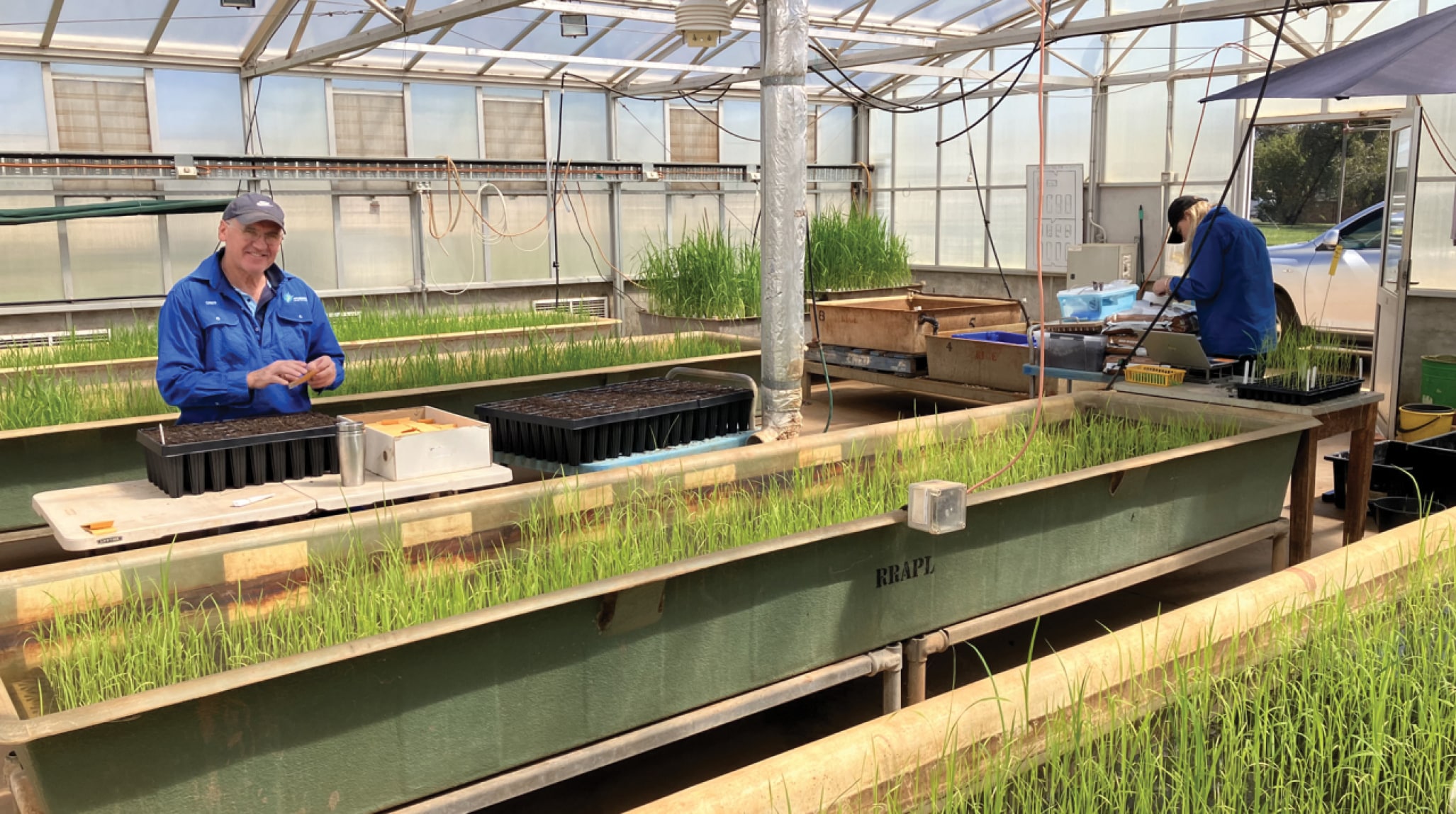 Rice Breeding Australia | RBA